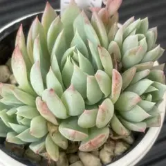 レア❣️ジェシー❣️ つぶつぶ屋さん 多肉植物 エケベリア - メルカリ