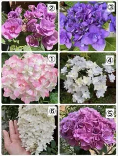 紫陽花 挿し穂セット【各1本ずつ】 - メルカリ