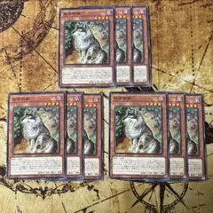 遊戯王　孤高除獣　ノーマル　9枚