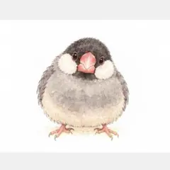 ちょこんとかわいい文鳥さん♡オリジナルイラスト