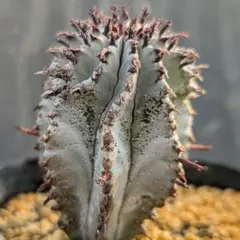 2026年最新】白肌ホリダの人気アイテム - メルカリ