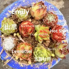 カラフルセンペルビウムジョビバルバ 11種アソートセット多肉植物