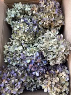 紫陽花ドライフラワー AB品 k10 80サイズ3箱分 120サイズ 北海道産 紫陽花 ドライフラワー B1 80サイズ 北海道産 - メルカリ