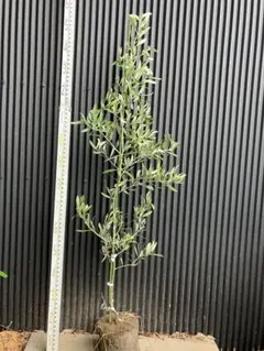 2025年最新】オリーブ苗木 カラマタの人気アイテム - メルカリ