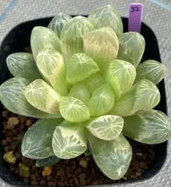 ハオルチア　色素変異個体　オブツーサ　ゴースト