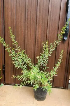 ボリューム ヘアピンバンクシア スピヌロサ 鉢植えW 苗 オージー