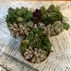 セダム　寄せ植え　カット苗　ちまちま寄植え　寄付