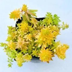 多肉植物　レアセダム　斑入りミモザ　抜き苗