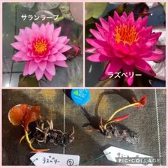 2026年最新】熱帯性睡蓮の人気アイテム - メルカリ