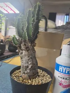 2025年最新】ムランジーナの人気アイテム - メルカリ