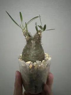 2026年最新】グラキリス 現地球の人気アイテム - メルカリ