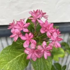 紫陽花 ピンク系手まり咲き 特大株 来年用 - メルカリ