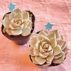 青　多肉植物　白牡丹錦　2苗セット　カット苗