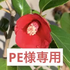 genten 長財布 本革 カットアウトデザイン