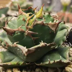 2025年最新】蚩尤 アガベの人気アイテム - メルカリ