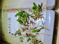 マ*ら様 ➄山野草　蘭　着生ラン　ムギラン　奈良県産