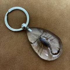 昆虫 サソリ リアル キーホルダー 樹脂キーホルダー さそり 標本 昆虫