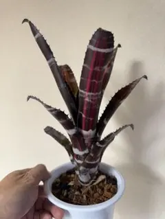 2026年最新】タンクブロメリアの人気アイテム - メルカリ