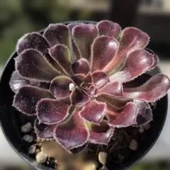 エケベリア フィレンツェ 多肉植物 抜き苗 ※札なし - メルカリ