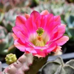 星見猫様 リクエスト 2点 まとめ商品