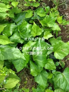 オカメヅタ苗　６０サイズの箱に入るだけ詰めますのサムネイル