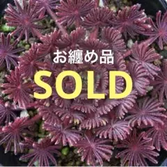 C*O様 Dyckia 'Pink Millipede' - メルカリ