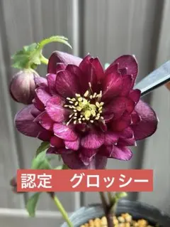 2026年最新】キラメキ クリスマスローズの人気アイテム - メルカリ