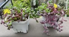 ルビーネックレス 2ポット 抜き苗