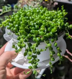 R*y様 多肉植物　グリーンネックレス　 抜き苗