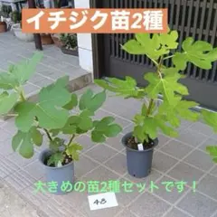 イチジク 苗木 2種セット タイガー シャーアンバー No.48のサムネイル