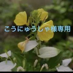 こうにゅうしゃ様専用