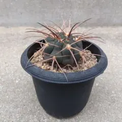 2026年最新】天平丸の人気アイテム - メルカリ