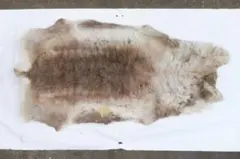 2025年最新】カンガルー 毛皮の人気アイテム - メルカリ