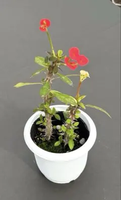 2026年最新】ハナキリンの人気アイテム - メルカリ