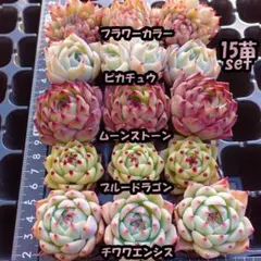 韓国苗　多肉植物　エケベリア　詰め合わせ　土付き　15苗セット　【S25】