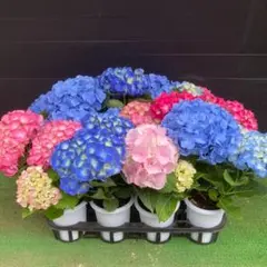 2026年最新】紫陽花ブルーの人気アイテム - メルカリ