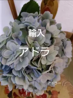 輸入あじさい苗 匿名 らくらくメルカリ便 １つのみ 21 輸入あじさい苗 匿名ネコポス発送 - メルカリ
