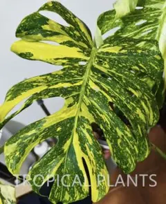 J945モンステラ デリシオーサ マスターピース 斑入りMonstera TC株