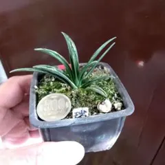 万年青　斑入り　根岸の松　良株　ぬき苗発送 万年青 斑入り 根岸の松 良株 ぬき苗発送 - メルカリ