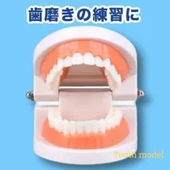 再入荷❣️ 歯の模型 歯磨きの練習 モンテッソーリ 歯医者 知育玩具 幼児教育