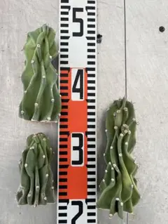 MARIBU GARDEN様 リクエスト 2点 まとめ商品