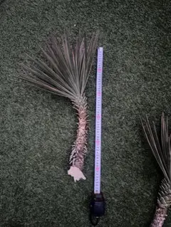 ユッカ アロイフォリア 斑入り