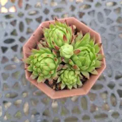 ゆかり·͜·  ︎︎発送20日〜。様 リクエスト 2点 まとめ商品