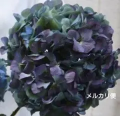 専用♡ ピンパーネル　輸入アジサイ　オーベルジーヌ　3400円 生花】輸入アジサイ ピンパーネル(秋色) オーベルジーヌ 60cm 花