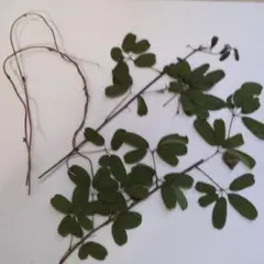 押し花用 　アケビの葉とツル