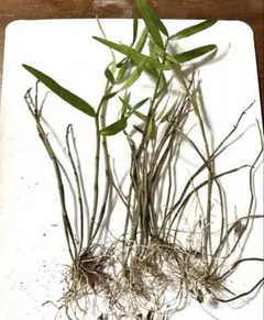 かぴばら様 リクエスト 3点 まとめ商品