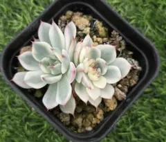 Top【選抜株】多肉植物　362678チワワエンシス　40個　鉢無し/脱土 Top【選抜株】多肉植物 362678チワワエンシス 40個 鉢無し/脱土 - メルカリ