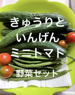 新鮮野菜詰め合わせ じゃがいも きゅうり ズッキーニ いんげん