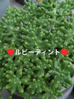 2025年最新】ルビーティント 多肉植物の人気アイテム - メルカリ