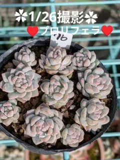 2026年最新】プロリフェラの人気アイテム - メルカリ